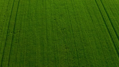 Flying Over a Green Wheat Field Agricultural Industry