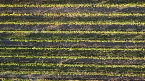 Aerial View of Vineyards Field Plantation on Sunset
