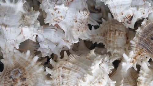 Natural White Seashells Displayed at Local Store in Bangkok