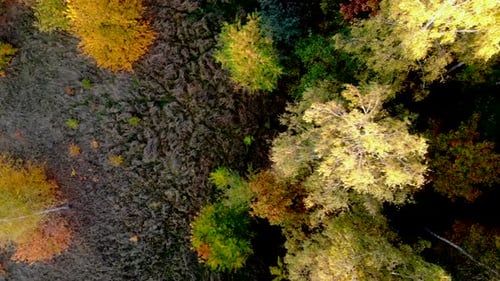 Forest seen from above.