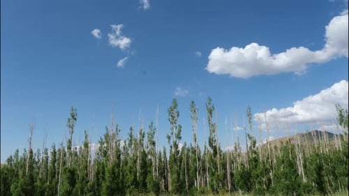 Row of Trees Under a Blue Sky