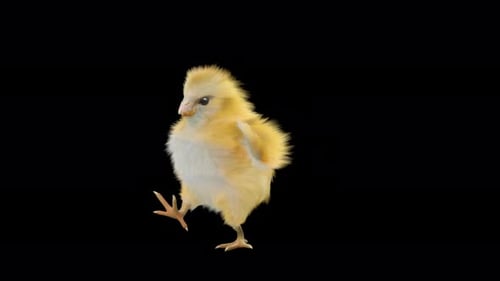 Cute Fluffy Chick Performing a Dance Animation