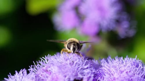 Bee Collecting Nectar on a Purple Flower