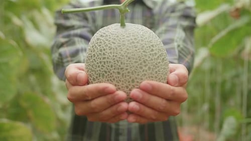 Fermier asiatique tenant un melon et montrant à la caméra dans la maison verte de Melon Farm