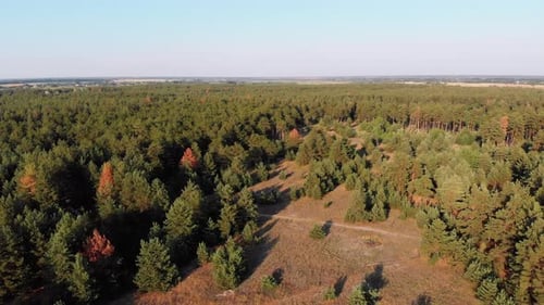 Aerial View on Pine Forest. Wood Park with Green Trees. View From Above
