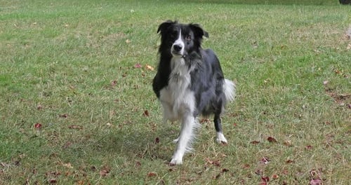 Border Collie Dog walking on Grass, Playing Ball, Real Time 4K