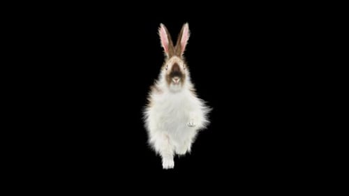 Animated Fluffy Rabbit Hopping Forward