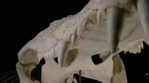 Crocodillian bite skeleton teeth macro close up