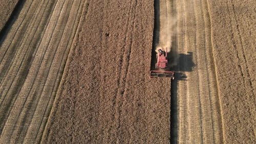 Combine Harvester Harvests In The Field