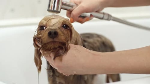 Yorkie Puppy Getting a Bath in Bathtub
