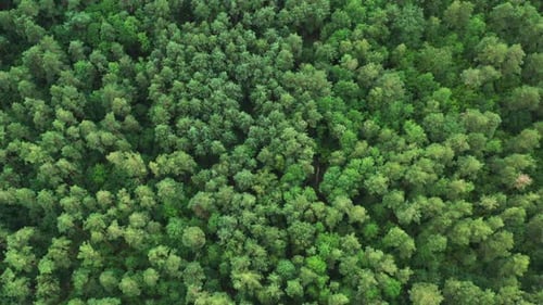 Aerial View Of Green Forest Landscape