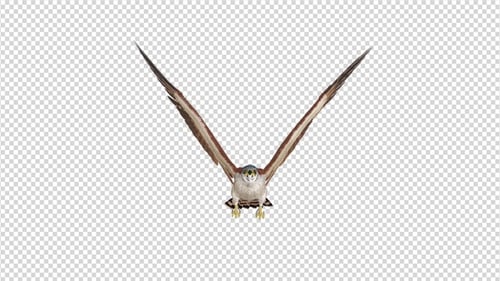 American Kestrel - 4K Flying Loop - Vista frontal
