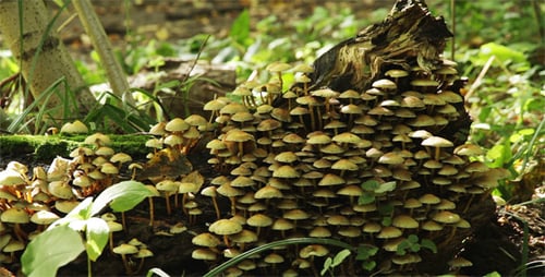 Cluster of Mushrooms Growing on Decaying Log