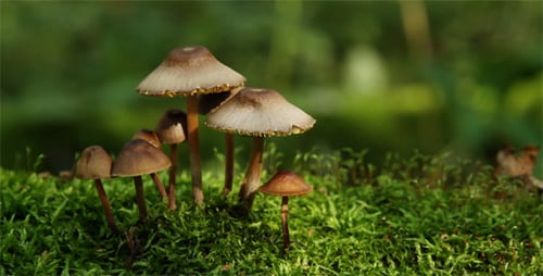 Mushrooms Growing on a Mossy Surface