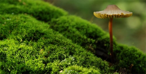 Mushroom Growing on a Mossy Surface, Close Up