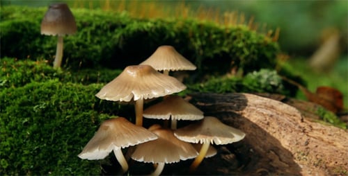Pilz auf einem Baumstamm
