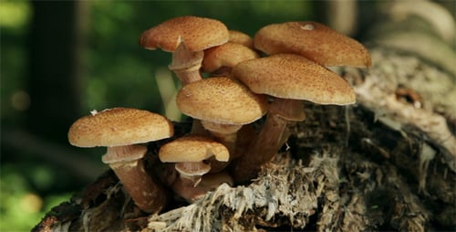 Close-up of Mushrooms Growing on a Log
