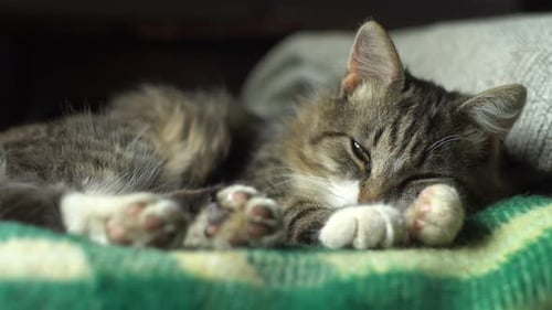Sleeping Cat
