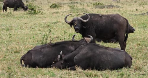 Búfalo africano, syncerus caffer, adulto con picabueyes de pico amarillo, buphagus africanus