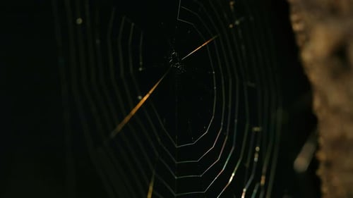 Spider Web Strands Lit in the Night