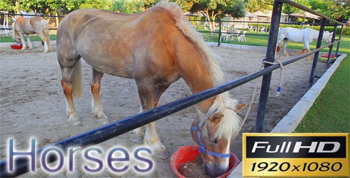 Horses Grazing Peacefully in Rural Enclosure