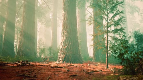 Luces fantásticas de luciérnagas en el bosque mágico