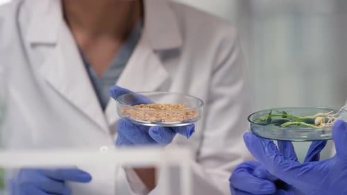 Microbiologists Examining GMO Plant Seeds