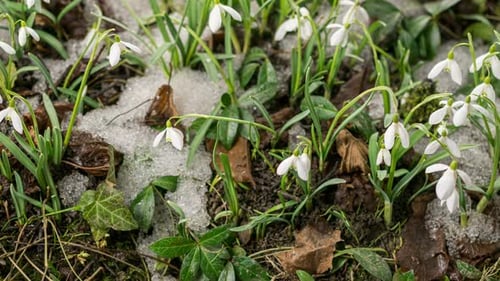 Schneeschmelze und Schneeglöckchenblüte im Frühlingswald