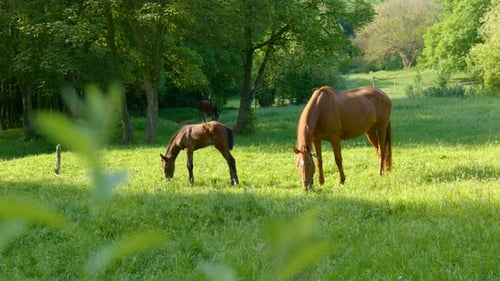 Pferd und Fohlen auf der Morgenweide