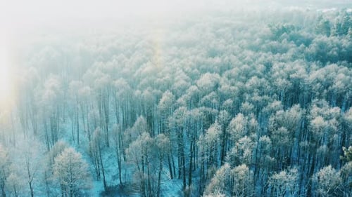 Snowy Forest In Winter Frosty Day