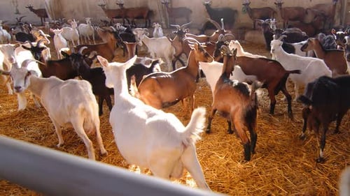Goat Farm