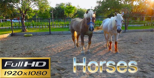 Horses Grazing Peacefully in a Rural Paddock