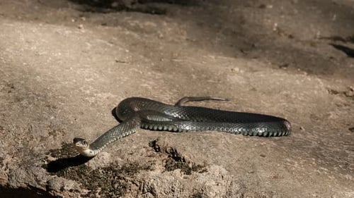 Zeitlupe der Nahaufnahme einer großen schwarzen Schlange, die Beute verfolgt, während sie auf einem Felsen liegt