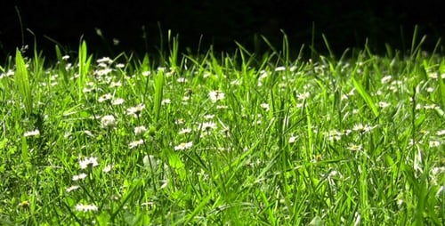 Grass Field III - Full HD Loop