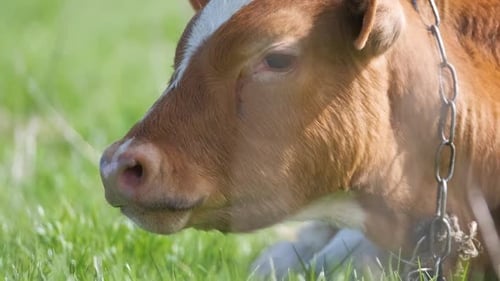 Young Calf Resting on Green Pasture Grass on Summer Day