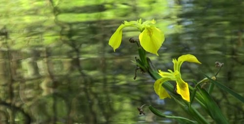 Iris jaune sauvage - HD