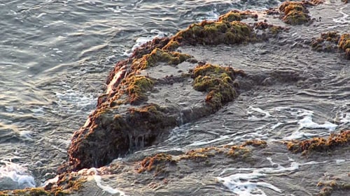 Waves Crashing on Mossy Rocks at Golden Hour