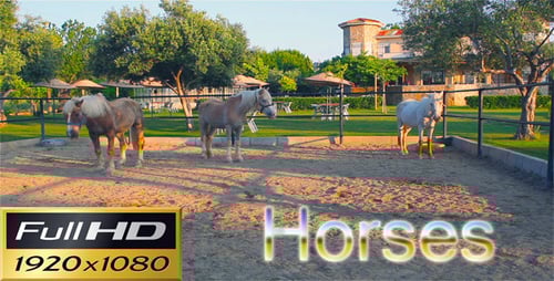 Horses Standing Peacefully in Sunny Paddock