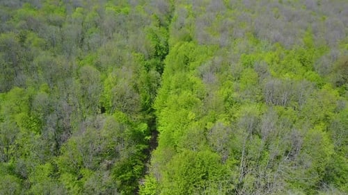Green Forrest from Above