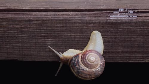 Snail Crawling Down a Wooden Board