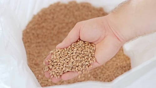 Grãos de malte em um saco branco