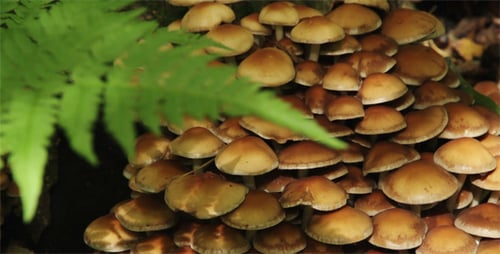Cluster of Mushrooms and Fern in Forest