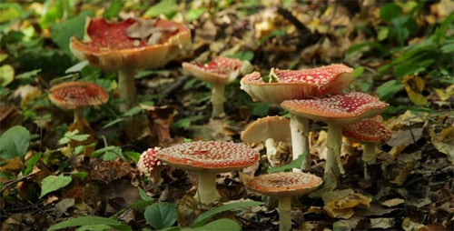 Fly Agaric Mushrooms Growing in a Forest