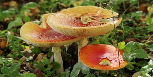 Close up of Wild Red Mushrooms in Forest