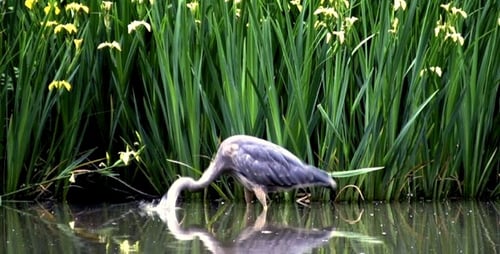Blue Heron Standing in Pond with Yellow Iris