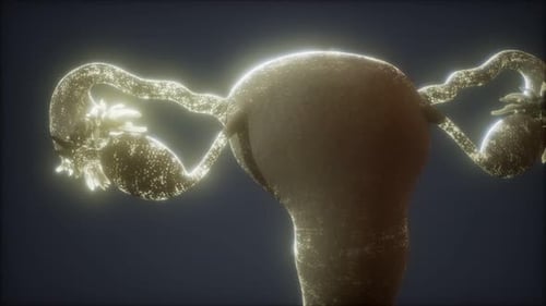 Human Uterus 3D Model with Medical Glow Animation