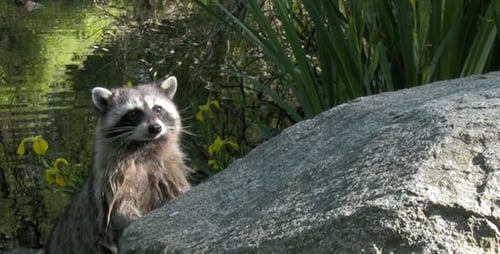 Lagoon Racoon - HD - Pack3