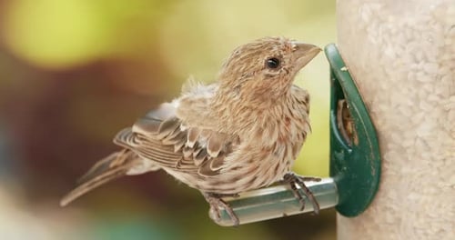 Cute Brown Bird with Contrast Feathers is Feeding at Garden Wild Birds Slow Motion