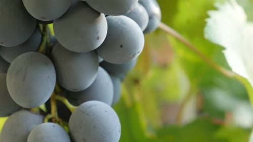 On woody vines grape fruit cluster Vitaceae family tilting 4K 2160p 30fps UltraHD footage - Healthy
