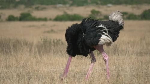 Male ostrich
